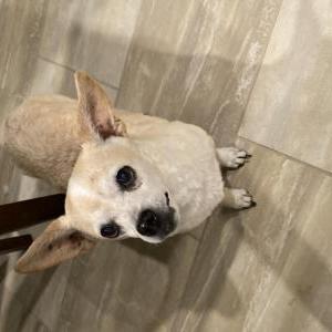 Found Dog Cookie