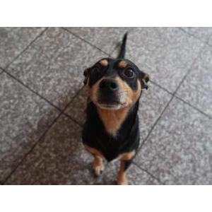 Lost Dog T-Rex