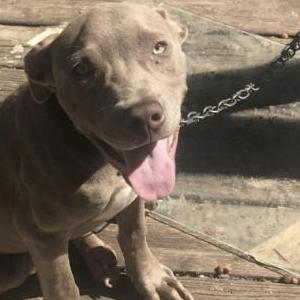 Lost Dog Koujoe