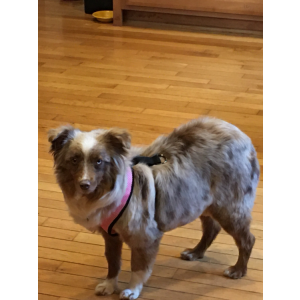 Lost Dog Sassy