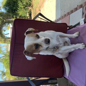 Lost Dog PHI HUNG