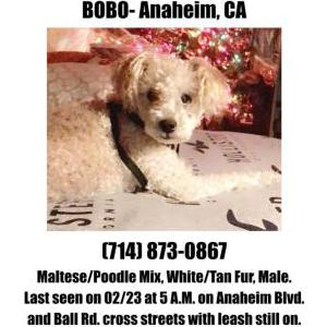 Lost Dog bobo