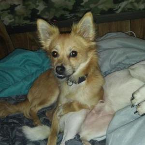 Lost Dog Nova Rain
