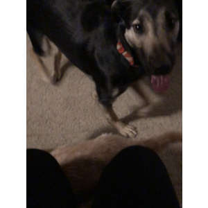 Lost Dog Jesko
