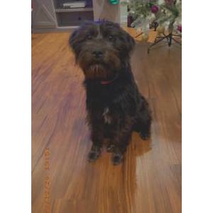 Lost Dog Bella