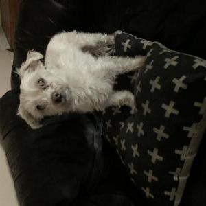 Lost Dog Cuddles