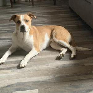 Lost Dog Jack jack