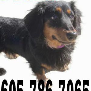 Found Dog Black and tan Dachsh