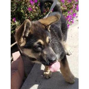 Lost Dog Gentle
