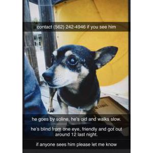 Lost Dog Soline