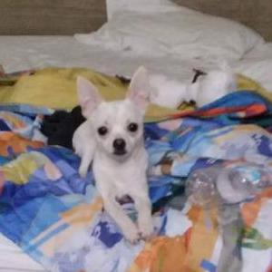 Lost Dog Daddie Yankie