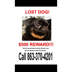 Lost Dog Liam