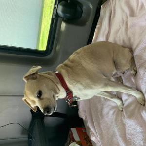 Lost Dog Gabana