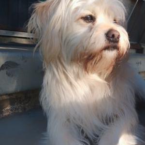 Lost Dog Scrappy