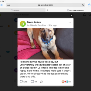 Found Dog Unknown