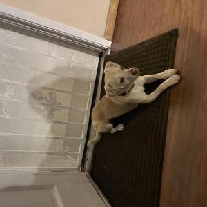 Lost Dog Mocha