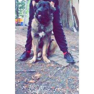 Lost Dog Anna