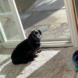 Lost Dog Pickles