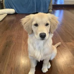 Lost Dog coco