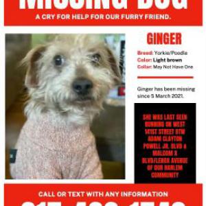 Lost Dog Ginger