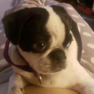 Lost Dog Bucana