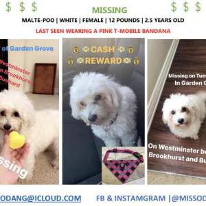 Lost Dog bella