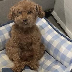Lost Dog Cookie