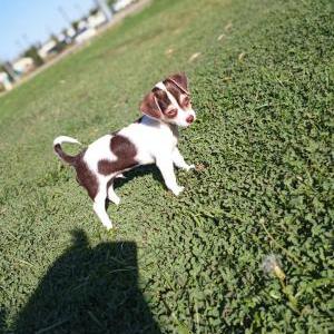 Lost Dog Vinnie