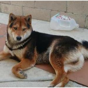 2nd Image of Shib Inu black/gold, Lost Dog