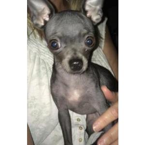 Lost Dog Gracie
