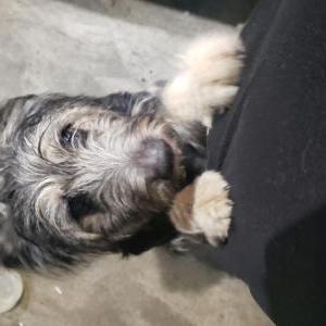 Found Dog Unknown