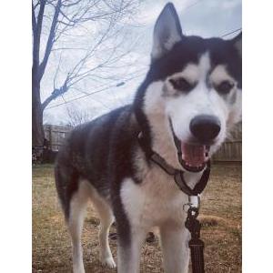 Lost Dog Blu