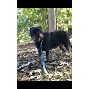 Lost Dog Milo