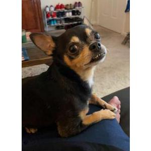 Lost Dog Gizmo