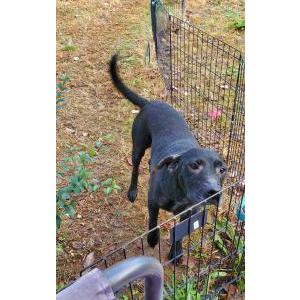 Lost Dog Winnie