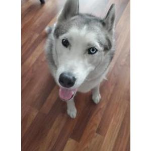 Lost Dog Lykan