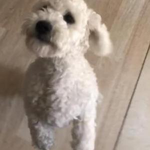 Lost Dog Kobe