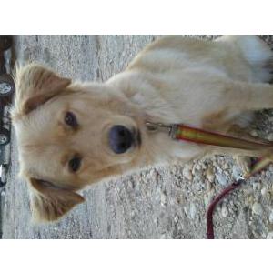 Lost Dog Scarlett