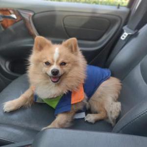 Lost Dog Fuzz