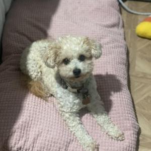Lost Dog Marley