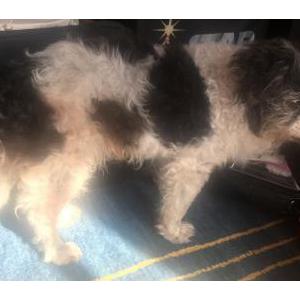 Found Dog Unknown