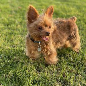 Lost Dog Apollo