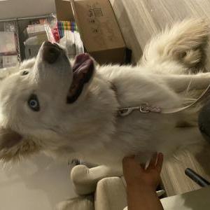 Lost Dog Joy