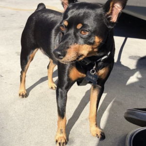 Lost Dog Tino