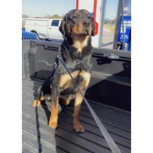 Lost Dog Chata