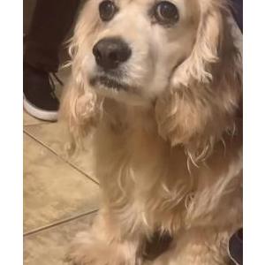 Lost Dog Goldie