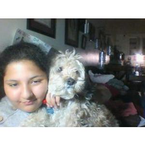 Lost Dog Lassie