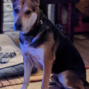 Lost Dog Pluto