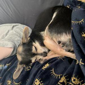 Lost Dog Doppler