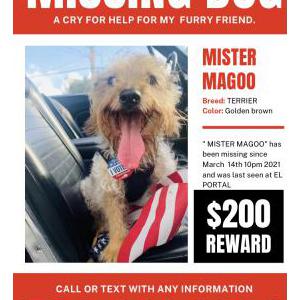 Lost Dog Mister Magoo